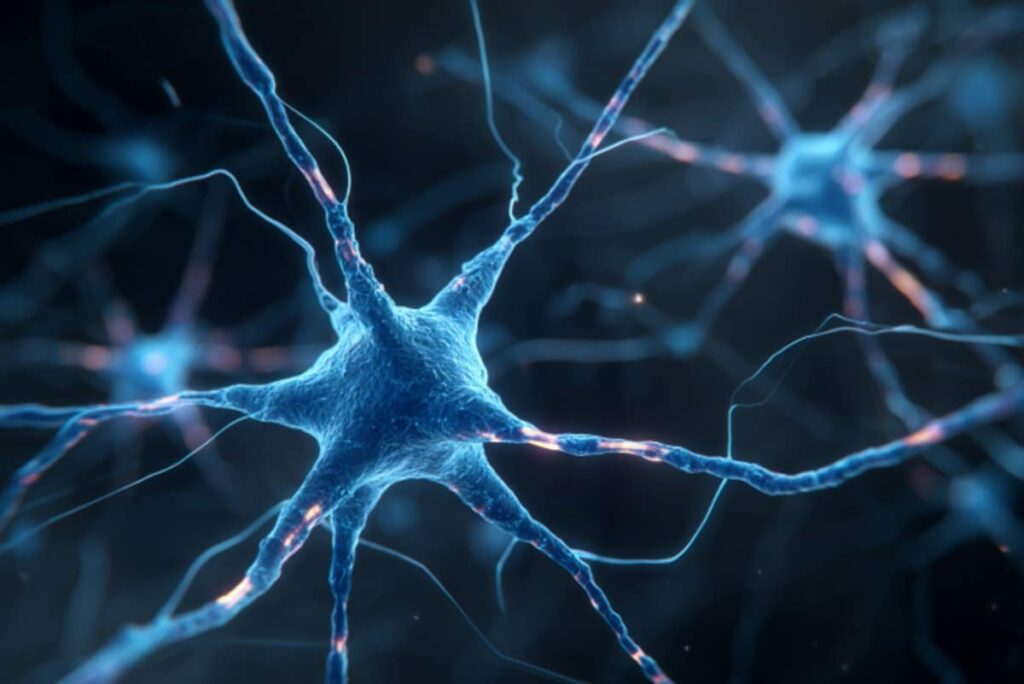 How “Frazzled” Keeps the Brain Wired for Lightning-Fast Communication How “Frazzled” Keeps the Brain Wired for Lightning-Fast Communication