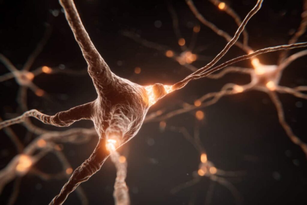 Estrogen Shapes Dopamine Reward Learning Estrogen Shapes Dopamine Reward Learning