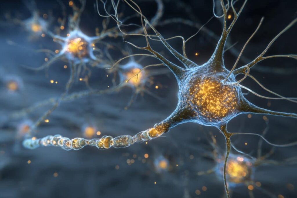 Antioxidant Defense System in the Brain Discovered