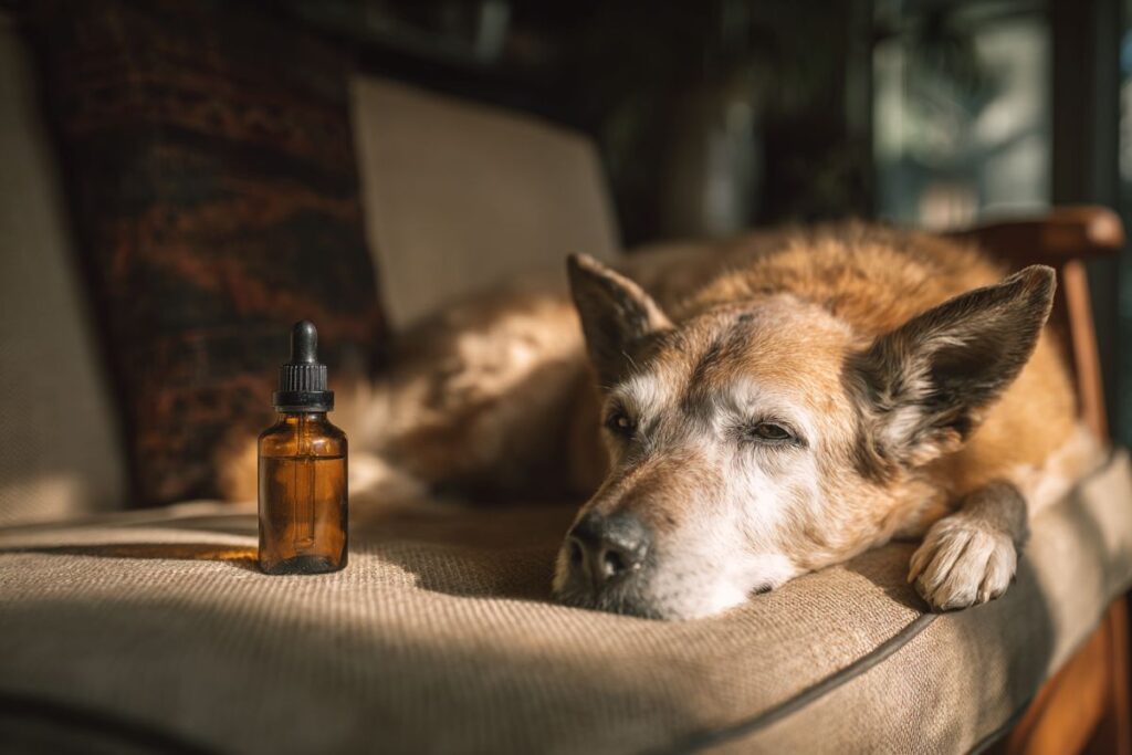 CBD Can Reduce Aggression in Dogs CBD Can Reduce Aggression in Dogs